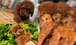 Süs Köpeği Nedir ve Hangi Irklar Bu Gruba Girer?