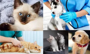 Veteriner Randevu Takip Nasıl Yapılmalıdır?