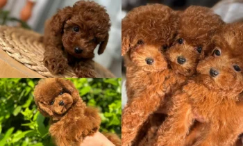 Süs Köpeği Nedir ve Hangi Irklar Bu Gruba Girer?