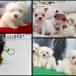 Yavru Köpeklerde Kemirme
