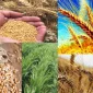 İki Sıralı Arpa Tohumu Çeşitleri