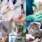 Veteriner Klinik Programı Nereden Alınır?